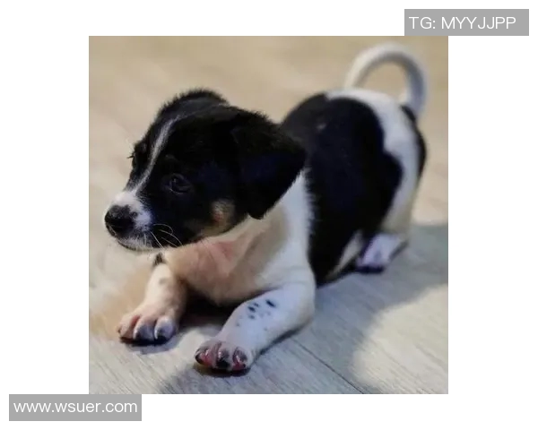 足球明星家的小狗与明星生活的趣味日常探秘 足球明星家的小狗与明星生活的趣味日常探秘